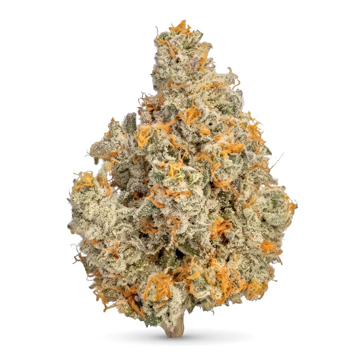Animal Cookies THCa flower bud